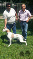 Pedigree SEMEGHINI VLADI Pedigree SEMEGHINI VLADI